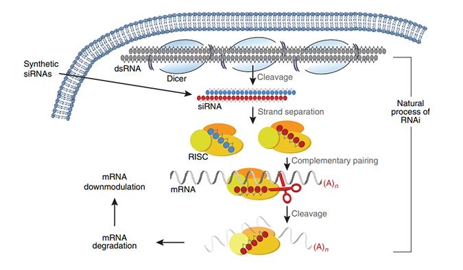��ҩ�з��������˳�����С����ҩ��(һ)