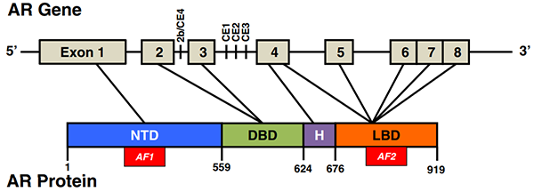 ÐÛ¼¤ËØÊÜÌå(AR)½á¹¹.png ÐÛ¼¤ËØÊÜÌå(AR)½á¹¹.png