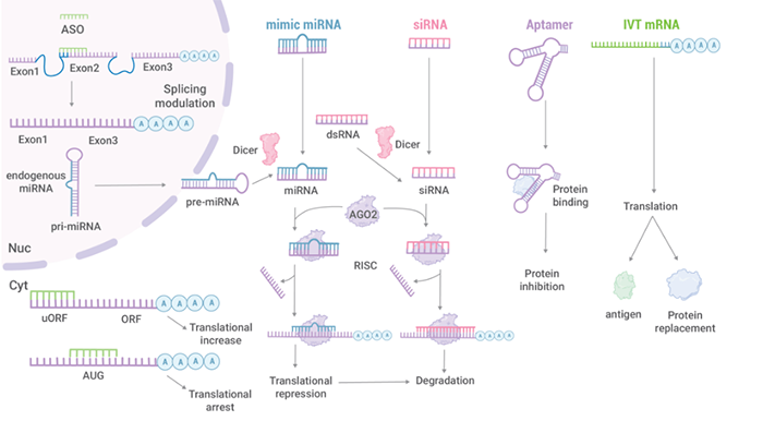 ºËËáÒ©ÎïµÄÑз¢²ßÂÔ.png ºËËáÒ©ÎïµÄÑз¢²ßÂÔ.png