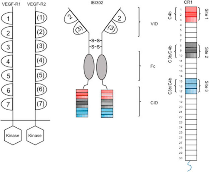 IBI302 ½á¹¹Ê¾Òâͼ.jpg IBI302 ½á¹¹Ê¾Òâͼ.jpg