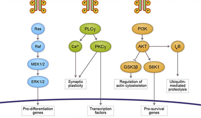 ����÷���� | �Ծ����1����ҩ TRK�����CG001419�����ٴ�