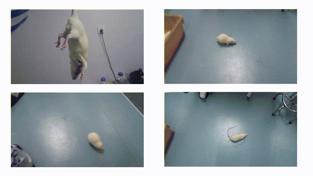 9 Zea-longa����.gif