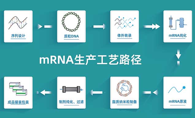 mRNA�������������·��.jpg