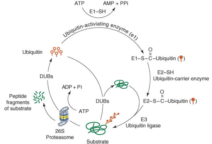 ·ºËØ-ÂѰ×øÌå;¾¶.jpg ·ºËØ-ÂѰ×øÌå;¾¶.jpg