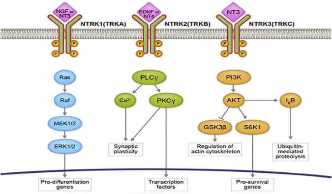 ����÷�����Ծ����1����ҩ TRK�����CG001419�����ٴ�.jpg