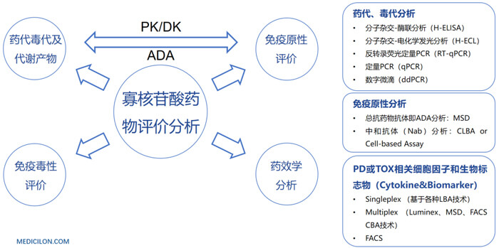 10-ºËËáÒ©ÎïÉúÎïÆÊÎö.jpg 10-ºËËáÒ©ÎïÉúÎïÆÊÎö.jpg