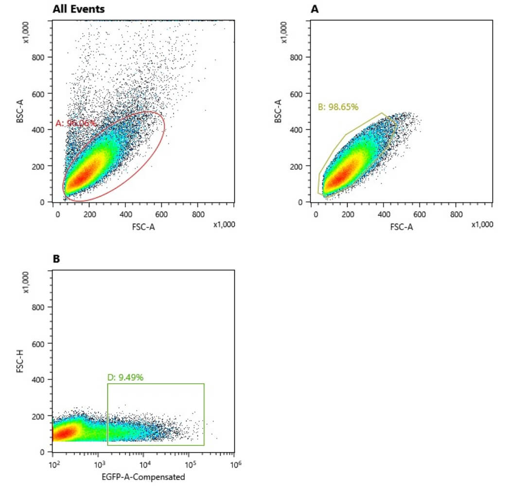 K562-GFPÑôÐÔ·ÖÑ¡-1.jpg K562-GFPÑôÐÔ·ÖÑ¡-1.jpg