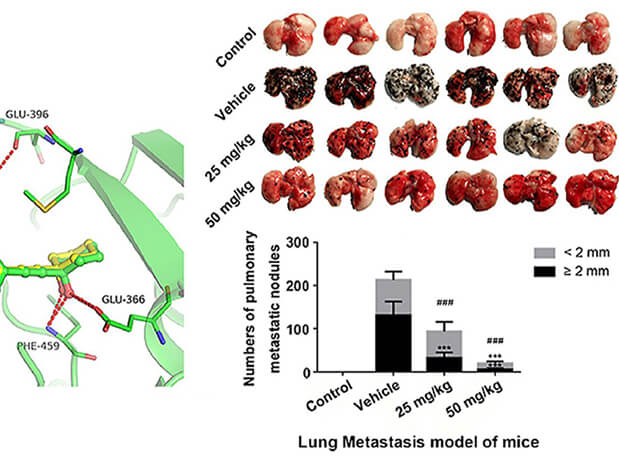 �о����ڷΰ�����ɫ����ϸ����ת�Ƶ�ѡ����PAK4���Ƽ��ĺϳɣ�����������ѡ����PAK4���Ƽ���PK�о�ͨ������÷����