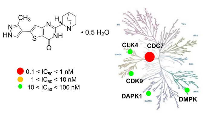 TAK-931��һ�ָ�������CDC7���Ƽ��������������п�������Ч�������������о�������ҩЧʵ��ͨ������÷����