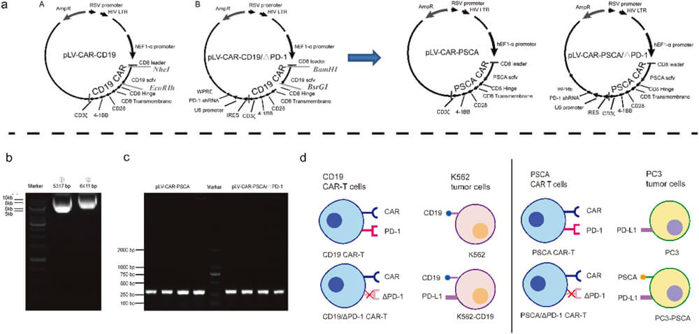12-The-plasmids-sequenced-were-fully-identified-by-Medicilon-1.jpg 12-The-plasmids-sequenced-were-fully-identified-by-Medicilon-1.jpg