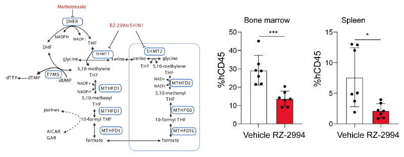 �о�ְԱʹ��RZ-2994����������SHMT1/2��Tϸ�������ܰ�ϸ����Ѫ�� (T-ALL) �е���������������RZ-2994ͨ������÷���ƺϳ�
