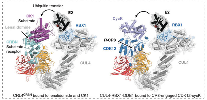 7-RBX1--CUL4-DDB1-(CRL4)-��R-CR8-CDK12-cycK����������ϵ.jpg