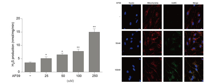 AP39��һ���ºϳɵ�����������H2S���壬�����������о���AP39ͨ������÷��ƺͺϳ�