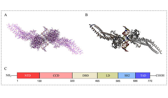����| STAT3���������о���������Ƶ����ź�ѡ�ߣ�