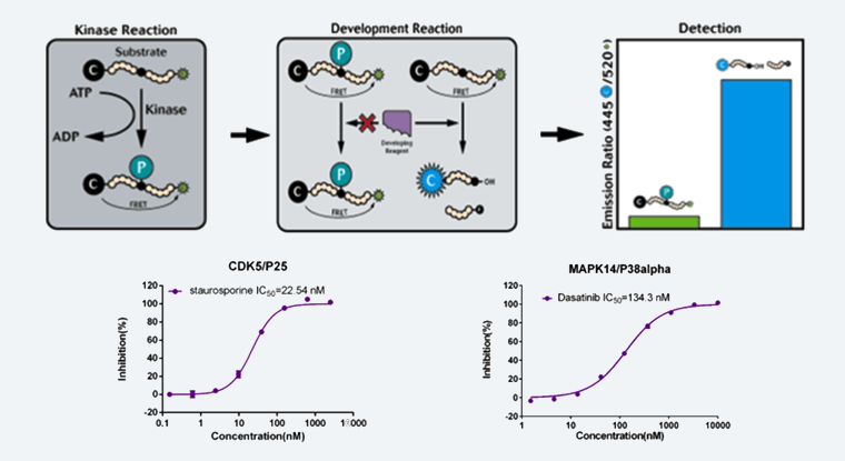Z��-Lyte ���.png