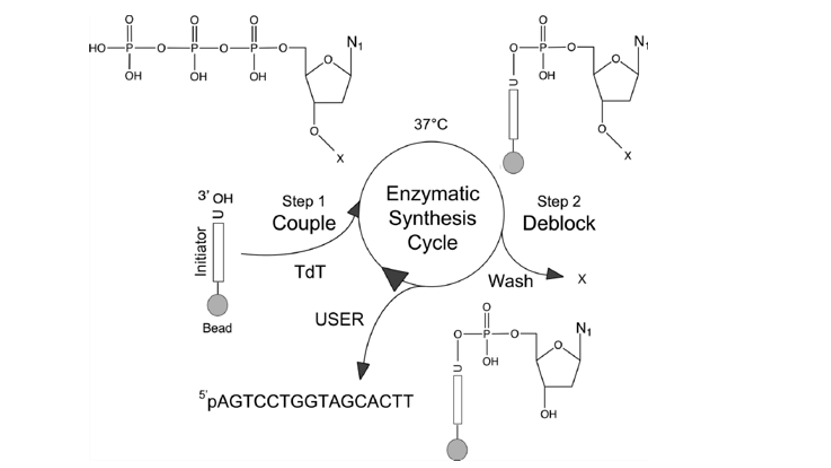 ø���Ѻ�����ϳ�
