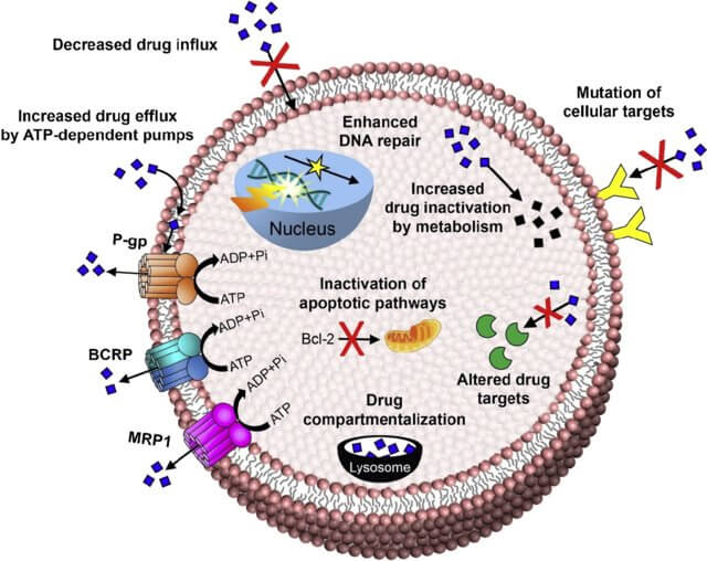 ͼ1.-Mechanisms-of-Drug-Resistance.jpg