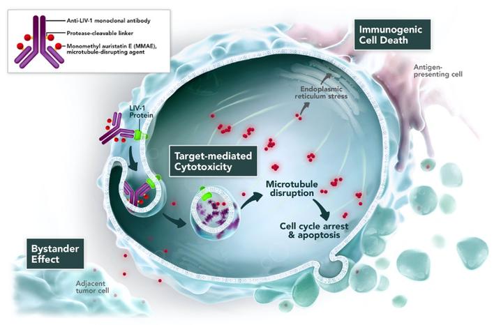 Enfortumab vedotin×÷ÓûúÖÆ Enfortumab vedotin×÷ÓûúÖÆ
