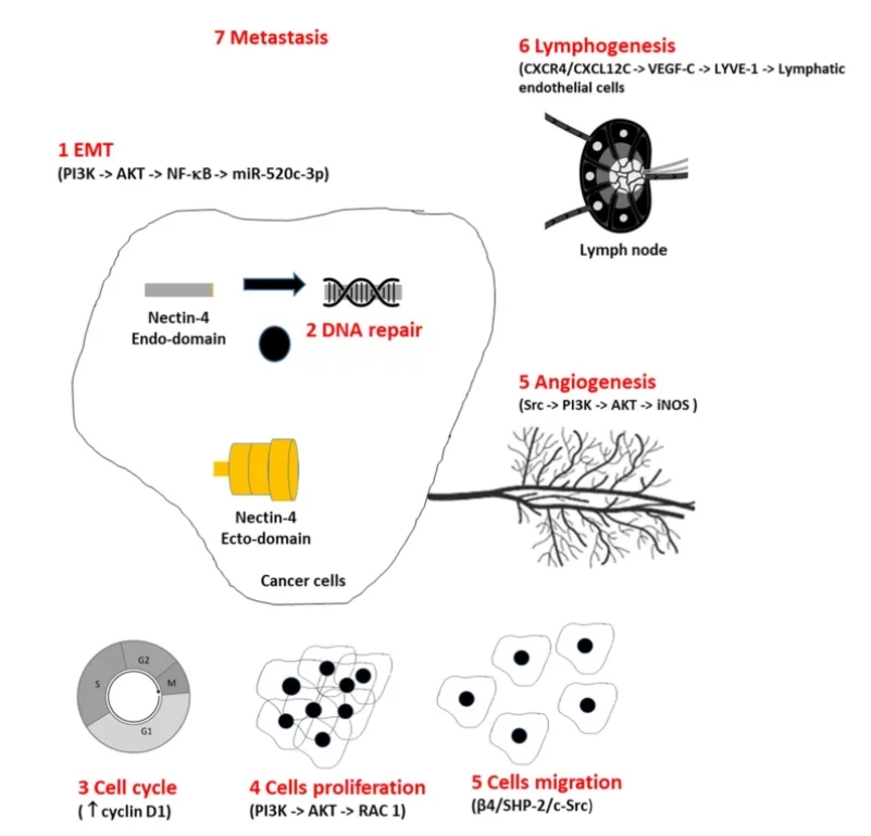 Nectin-4¼ÓÈëÖ×Áö±¬·¢ºÍг´úл»úÖÆ Nectin-4¼ÓÈëÖ×Áö±¬·¢ºÍг´úл»úÖÆ