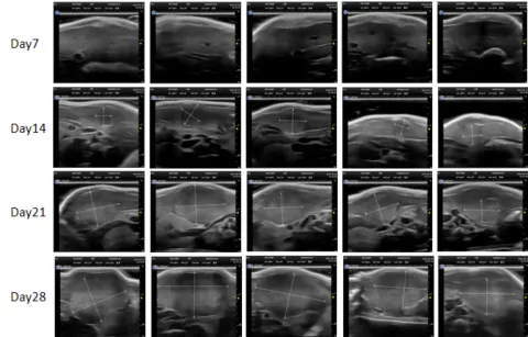 1 ԭλ�ΰ� PDXM-212Li -2.jpg