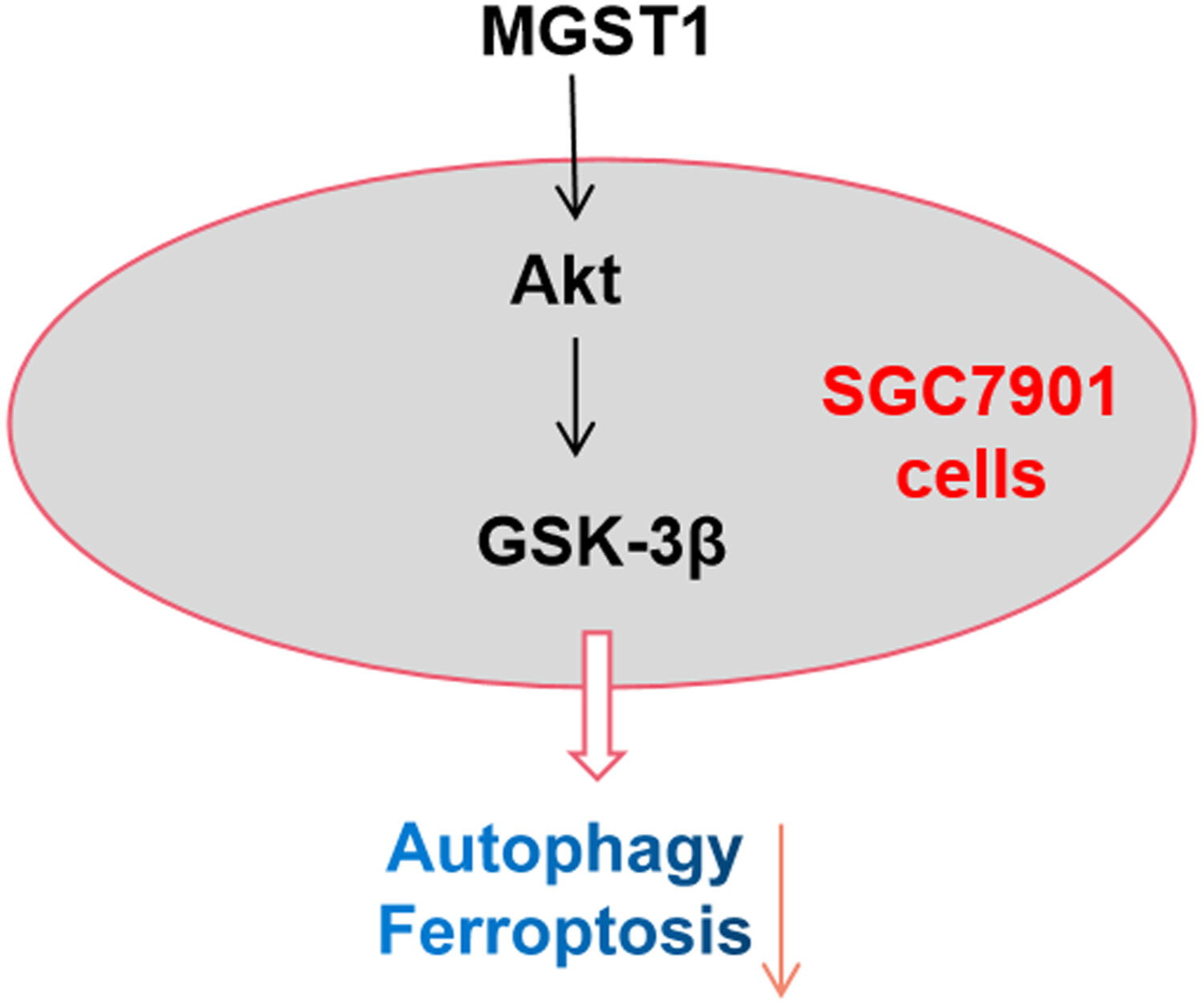 MGST1������ͨ������Akt/GSK-3���ź�ͨ·�յ�θ��ϸ����ֳ�����������о���MGST1�����������ʵ��ͨ������÷����