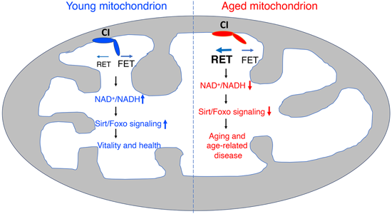 ������RET���Ƽ�CPT�ɸ��ư����ĺ�Ĭ�����������������о���CPT������÷��ѧ���ֺϳ�