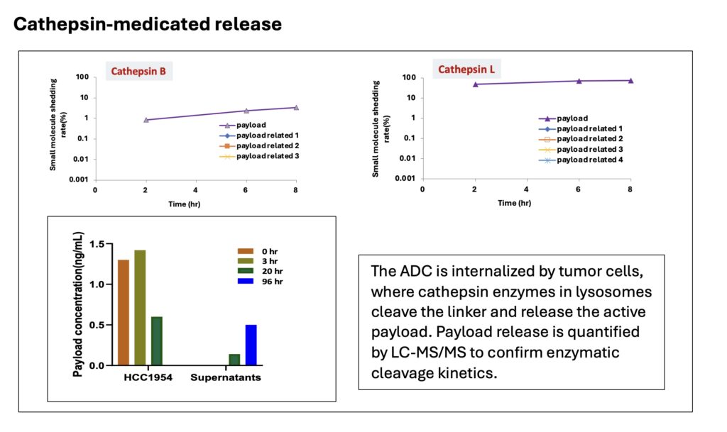 Cathepsin �鵼���غ��ͷ�-1.jpeg