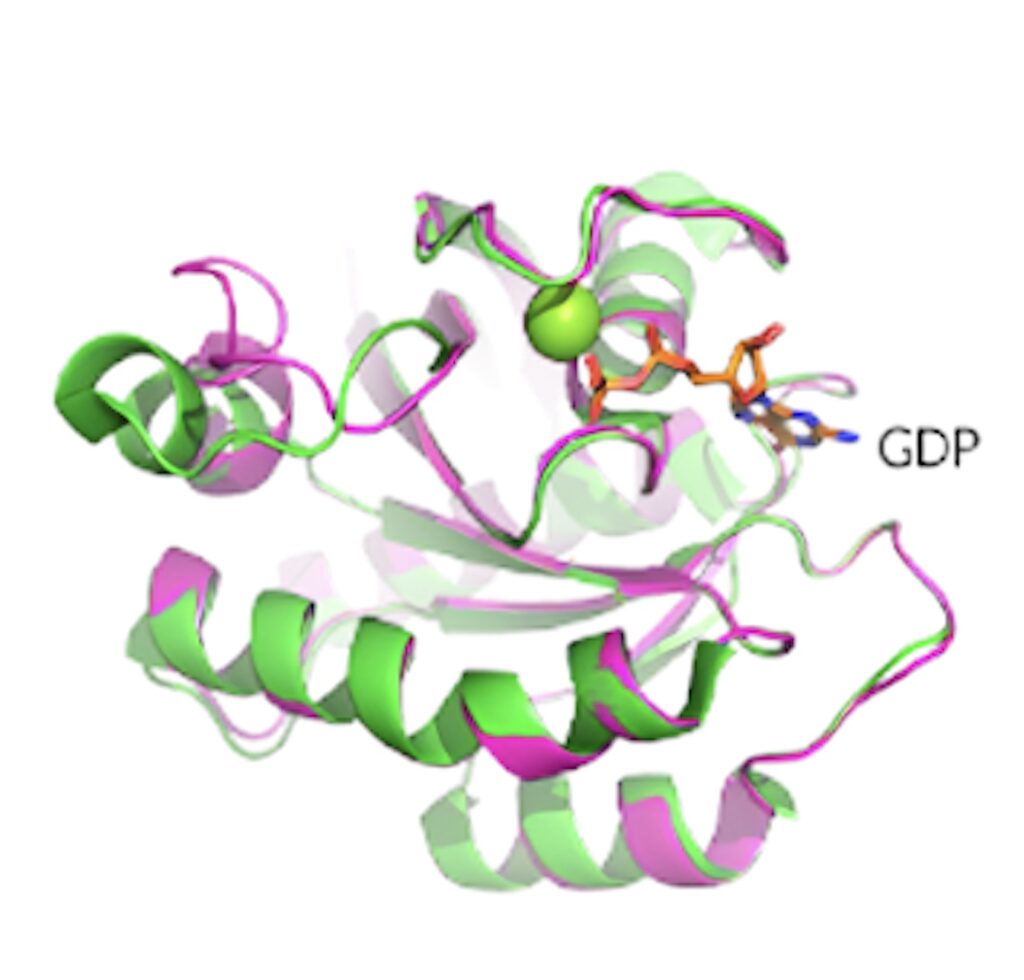 KRAS G12D����ṹչ�����Ѱ��ʵĹ���� GDP ��ϵ״̬������.jpeg